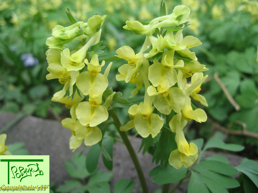 Хохлатка маршалла. Хохлатка Маршалла растение. Хохлатка Маршалла (Corydalis marschalli). Хохлатка Маршалла – Corydalis marschalliana (Pall. Ex Willd.) Pers.. Хохлатка полая.